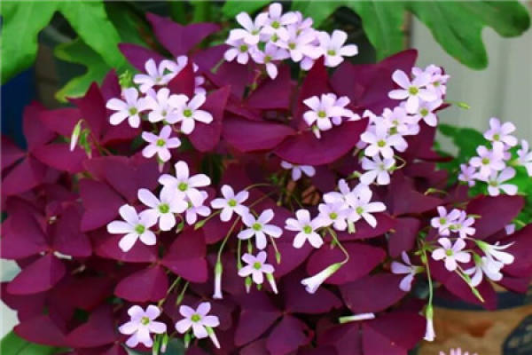 Silver-spotted Kudzu