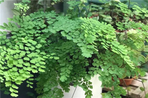 Silver-spotted Kudzu