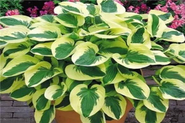 Silver-spotted Kudzu