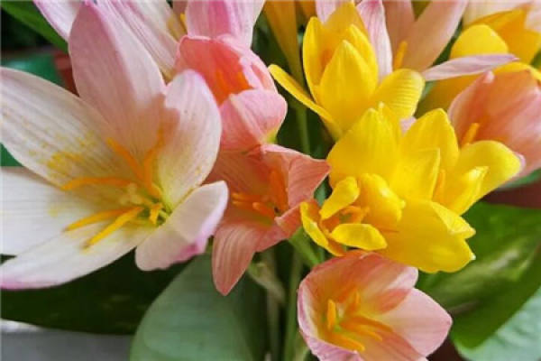 Cymbidium peltatum seed ball