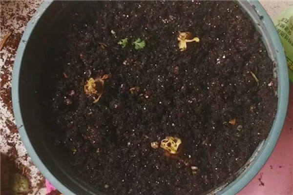Cymbidium peltatum seed ball