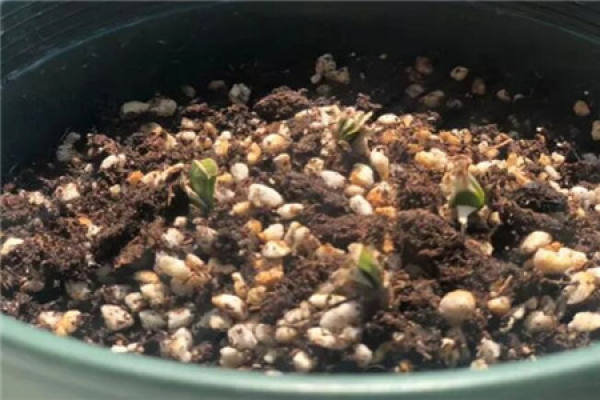 Cymbidium peltatum seed ball