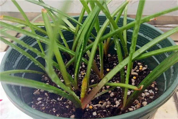 rain orchid ball