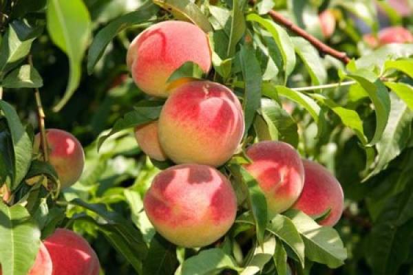 Peach