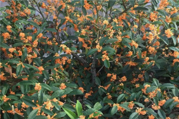 Osmanthus tree
