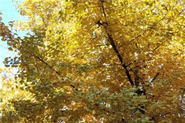 Osmanthus tree