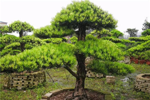 Osmanthus tree