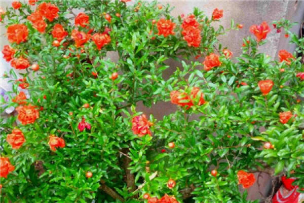 Osmanthus tree