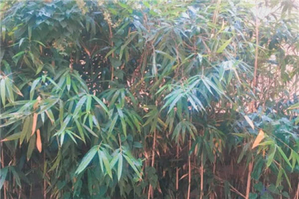 Osmanthus tree