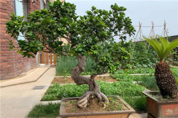 Osmanthus tree