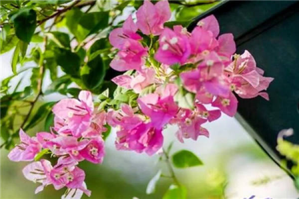 Bougainvillea