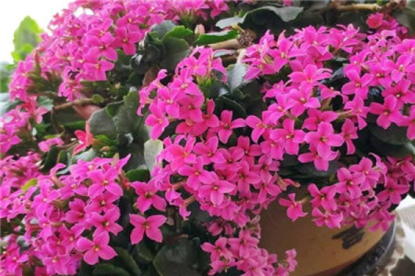 Bougainvillea