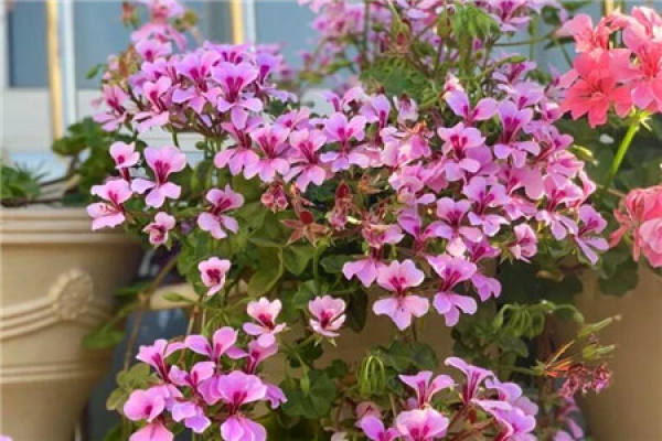 Bougainvillea
