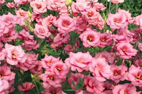 Bougainvillea