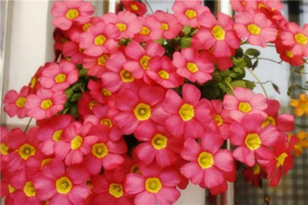 Bougainvillea