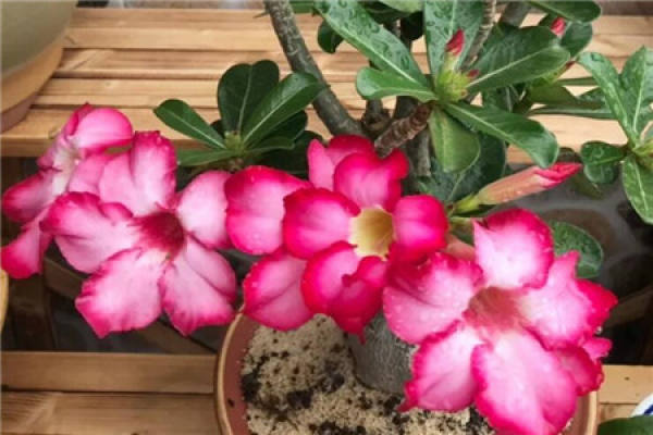 Bougainvillea
