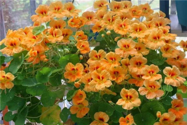 Bougainvillea