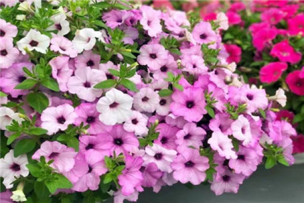 Bougainvillea