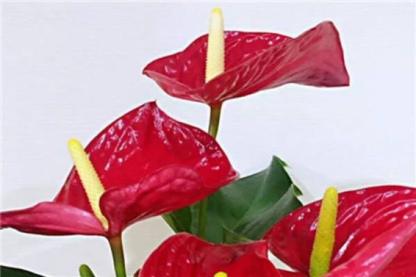 Bougainvillea