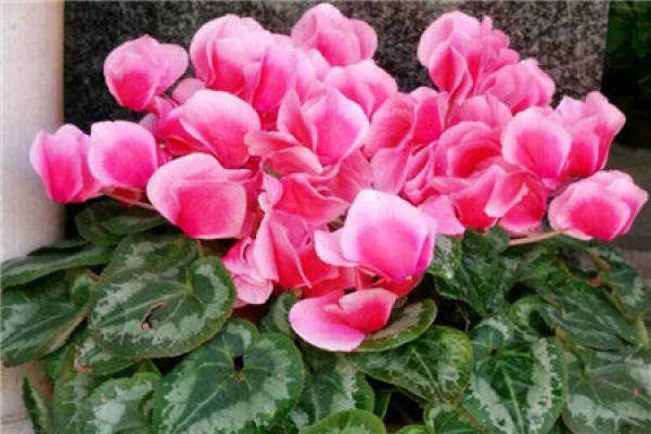 Bougainvillea
