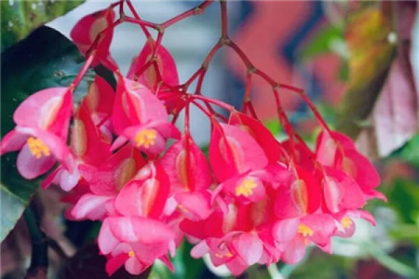 Bougainvillea