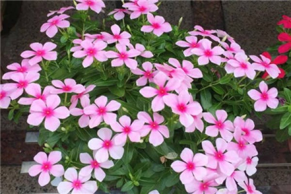 Bougainvillea