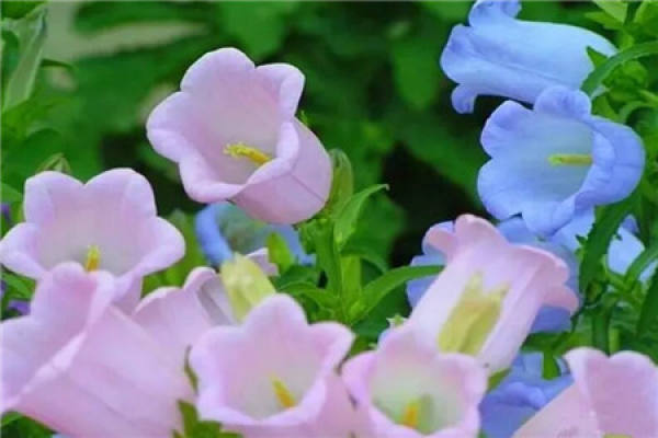 Bougainvillea