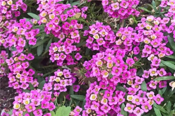 Bougainvillea