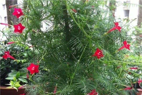 Green dill
