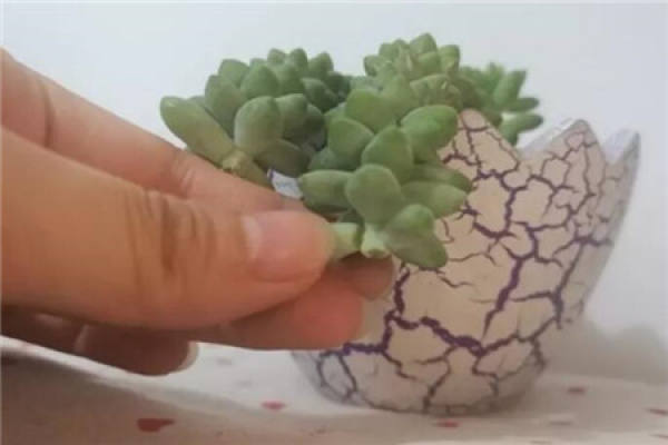 Fleshy Base