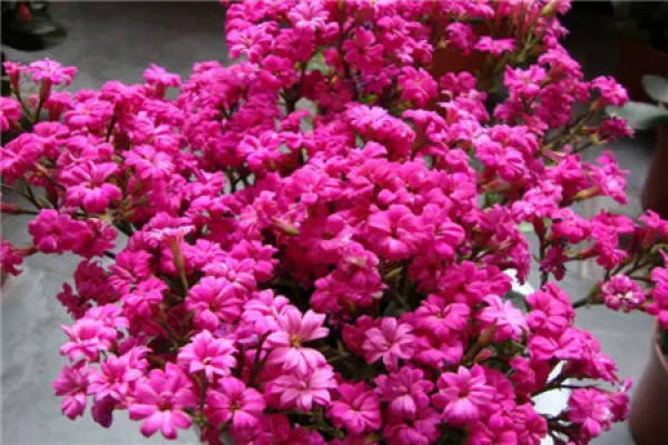 Jonquil