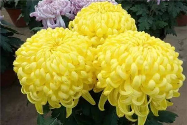 longevity flower