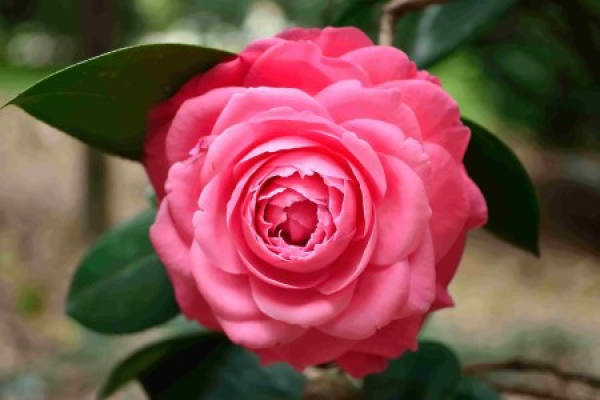 longevity flower