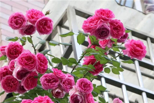 Chinese rose