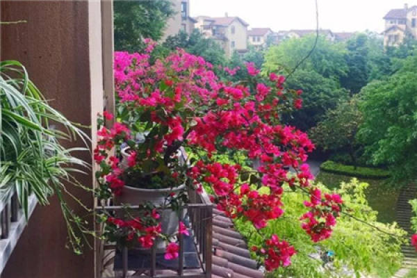 Chinese rose
