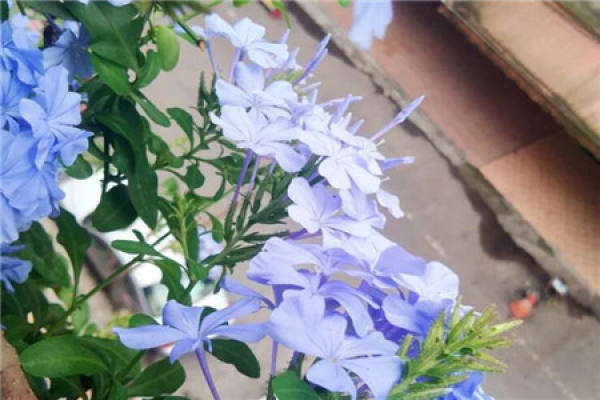 Chinese rose