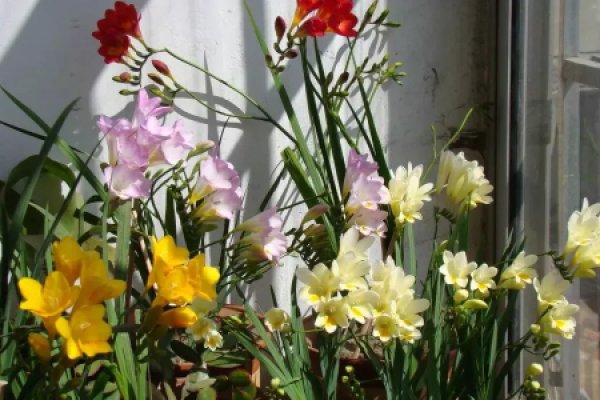flower