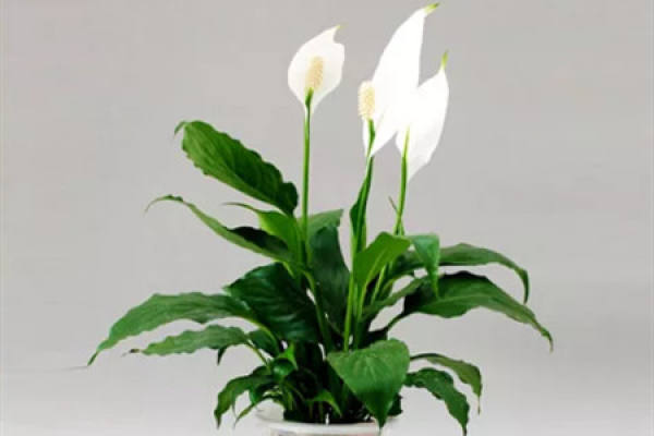 Herba Lysimachiae Christinae