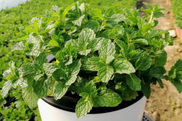 Herba Lysimachiae Christinae