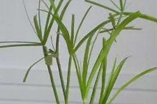 Herba Lysimachiae Christinae