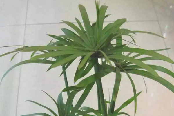 Herba Lysimachiae Christinae