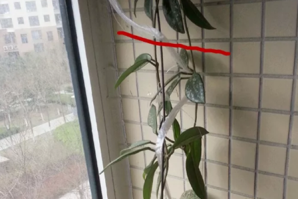 Hoya