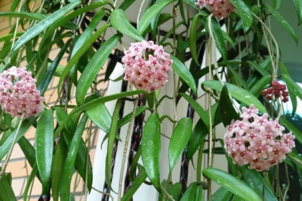 Hoya