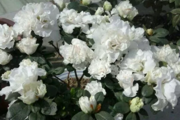 flowerpot