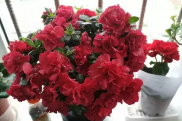 flowerpot