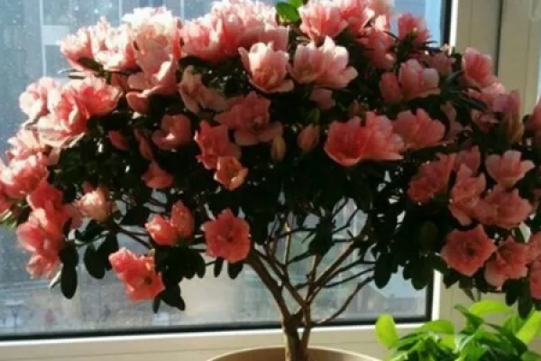 flowerpot