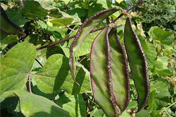 lentils
