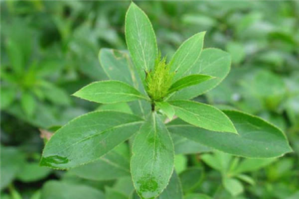 Atractylodes