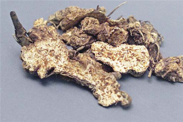 Atractylodes