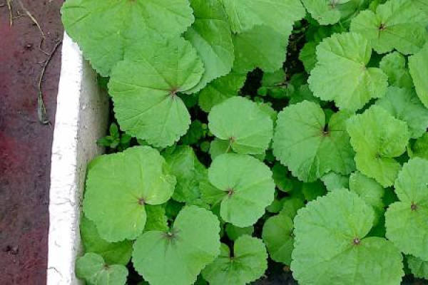 Winter Vegetable